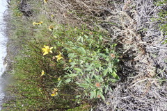 Helianthus niveus