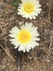 Calycoseris wrightii