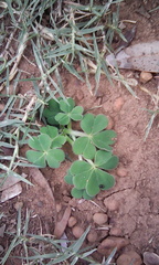 Oxalis compressa