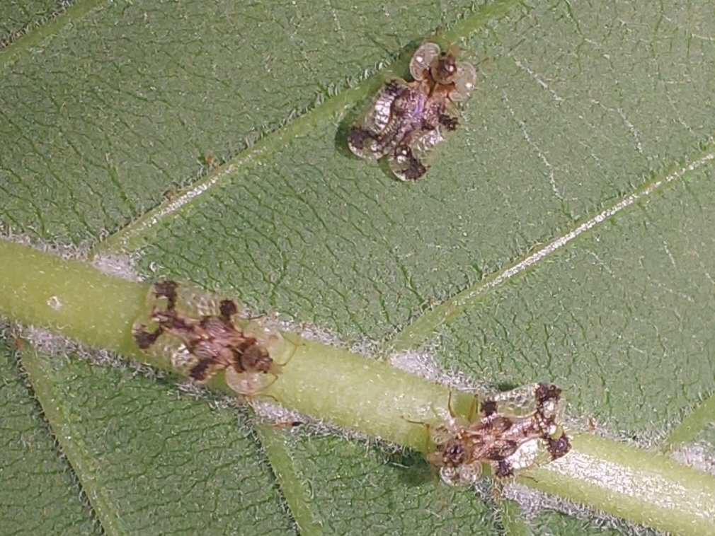 Buckeye Lace Bug