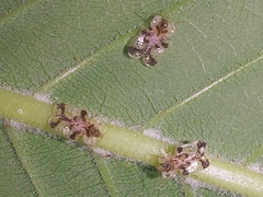 Buckeye Lace Bug