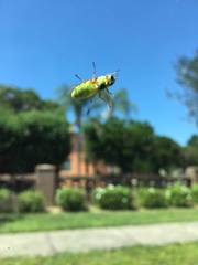 Odontomyia cincta