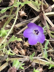 Pholistoma auritum auritum