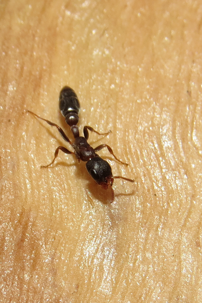 Pseudomyrmex phyllophilus from La Plata, Buenos Aires, Argentina on