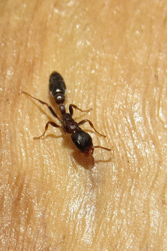 喜叶伪切叶蚁Pseudomyrmex phyllophilus