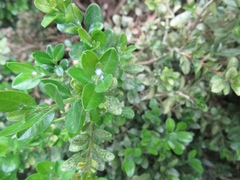 Psylla buxi