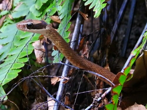 Photo of a Peters' Forest Racer (Dendrophidion nuchale)