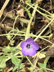 Pholistoma auritum auritum