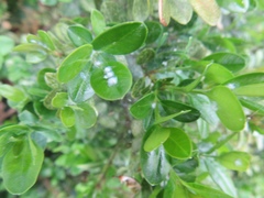 Psylla buxi
