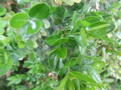 Psylla buxi