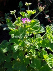 Pelargonium vitifolium