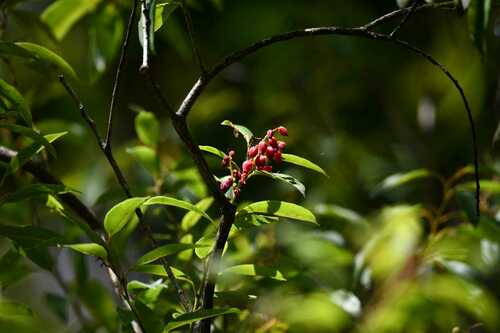 Agarista salicifolia, photograph 5