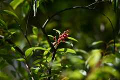 Agarista salicifolia, photograph (c) Flavien Saboureau, some rights reserved (CC BY)