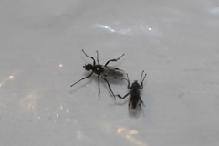 Bibio albipennis