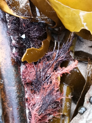 Flaccid Kelpweed (Carpoblepharis flaccida)