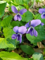 Viola sororia