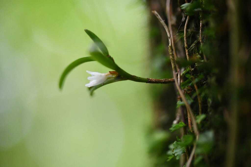 Angraecum pectinatum Thouars 2