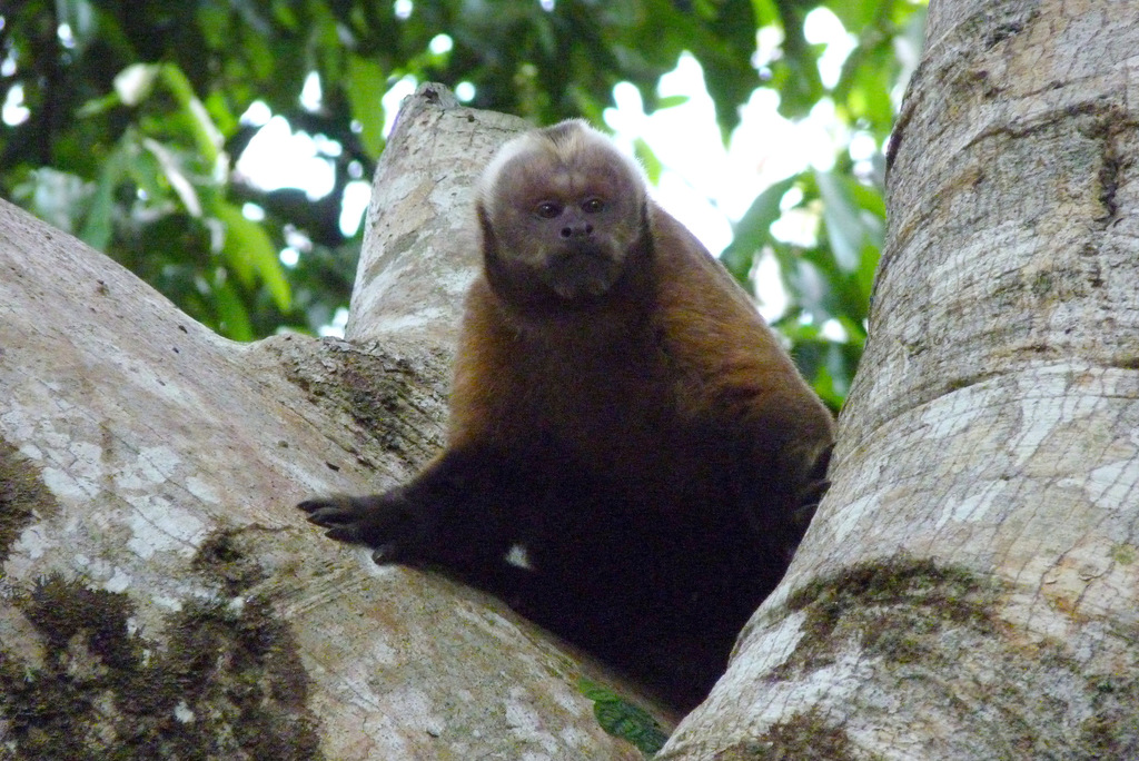 Brown Capuchin (Sapajus apella) - Know Your Mammals