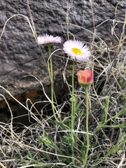 Erigeron tracyi