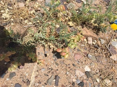 Astragalus allochrous