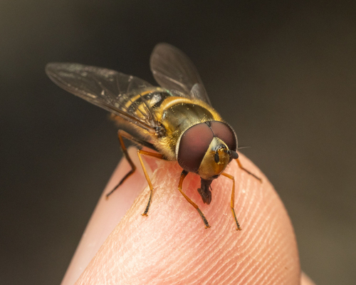 Hairy-eyed Flower Fly photo 5