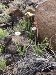 Erigeron tracyi