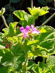 Pelargonium vitifolium