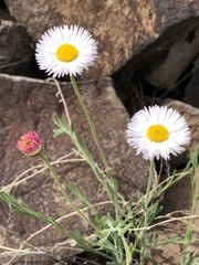Erigeron tracyi