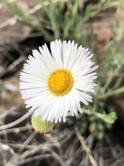 Erigeron tracyi