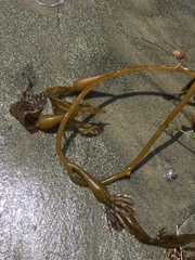 Macrocystis pyrifera