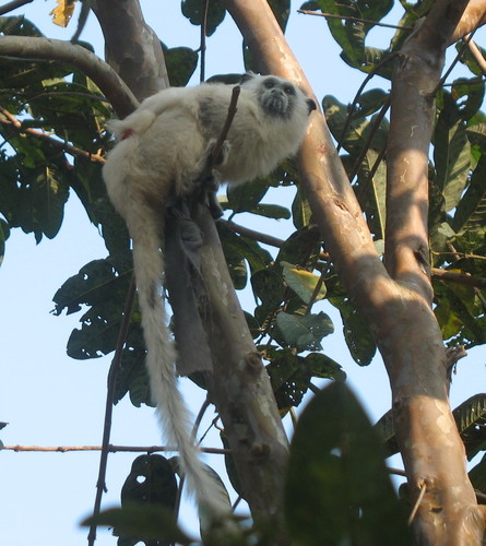 Weddell’s Saddle-back Tamarin