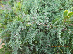 Asparagus declinatus