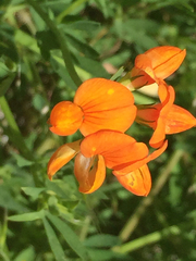 Lotus corniculatus corniculatus