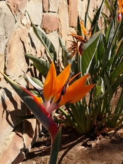 Strelitzia reginae reginae