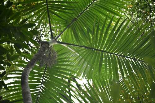 Palmiste Poison (Hyophorbe indica)