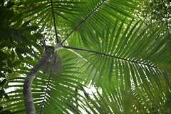 Hyophorbe indica