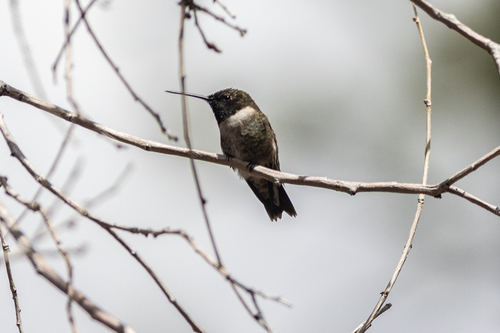 Black-chinned Hummingbird photographed in New Mexico