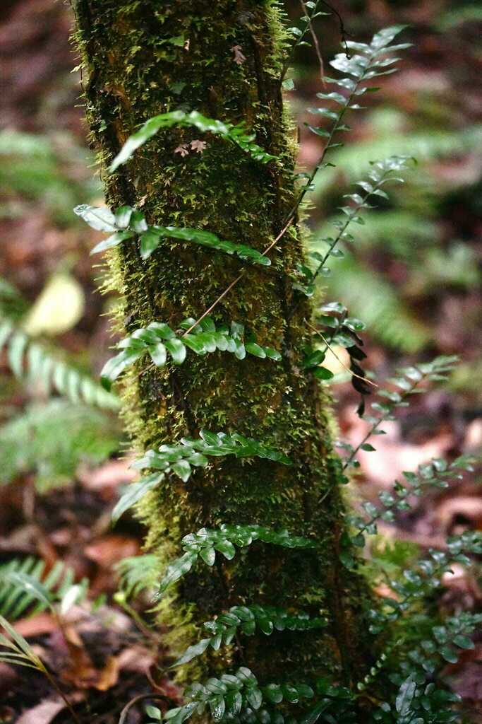 Lomariopsis pollicina (Lomariopsis pollicina)