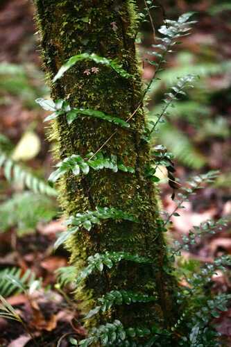 Lomariopsis pollicina (Lomariopsis pollicina)