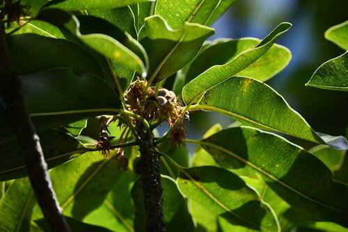 Mauritius milkberry (Mimusops balata)