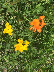 Lotus corniculatus corniculatus