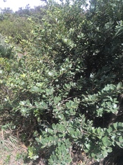 Vaccinium meridionale