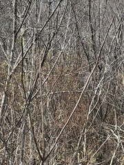 Toxicodendron vernix