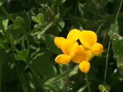 Lotus corniculatus corniculatus