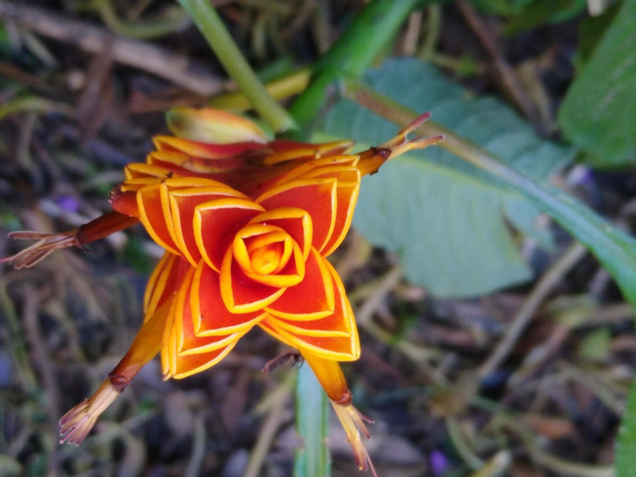 Aphelandra liboniana