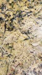 Lithobates sylvaticus