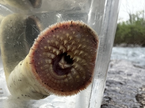 Ohio lamprey (Ichthyomyzon bdellium) — Petromyzontidae — 2
