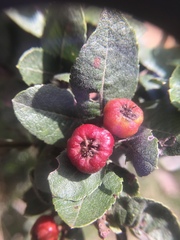 Vaccinium meridionale