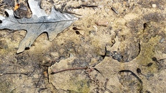 Lithobates sylvaticus