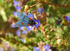 Zygaena lavandulae